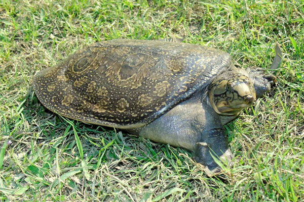 Freshwater Turtle & Tortoise Foundation